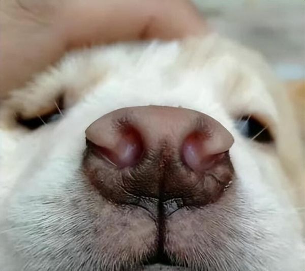 “挑狗术”：原来老祖宗挑狗是有口诀的，你还不知道？