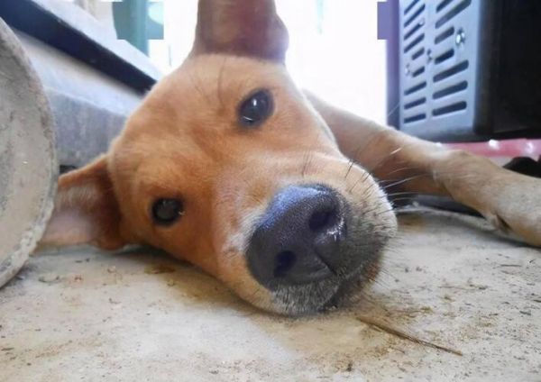 “挑狗术”：原来老祖宗挑狗是有口诀的，你还不知道？