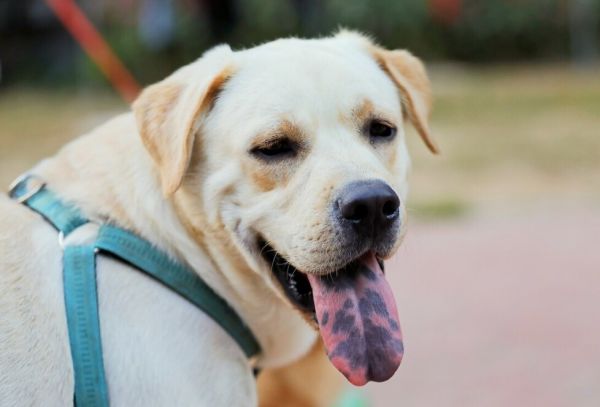 “挑狗术”：原来老祖宗挑狗是有口诀的，你还不知道？