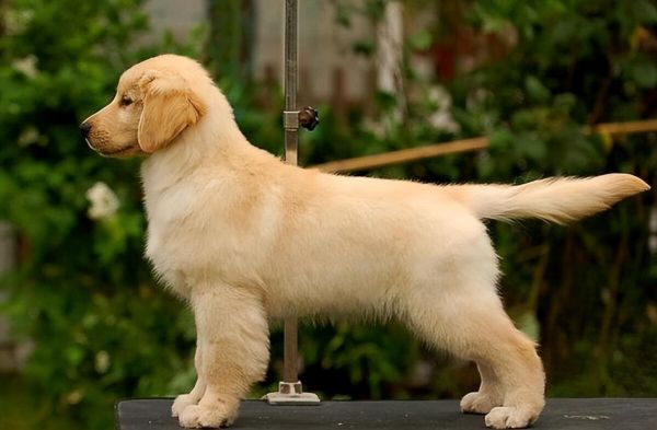 “挑狗术”：原来老祖宗挑狗是有口诀的，你还不知道？