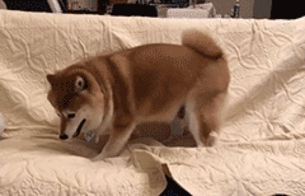 “挑狗术”：原来老祖宗挑狗是有口诀的，你还不知道？