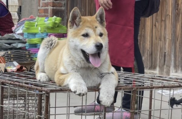 “挑狗术”：原来老祖宗挑狗是有口诀的，你还不知道？