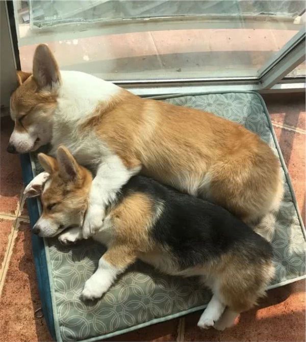 有关狗粮选择的几点建议