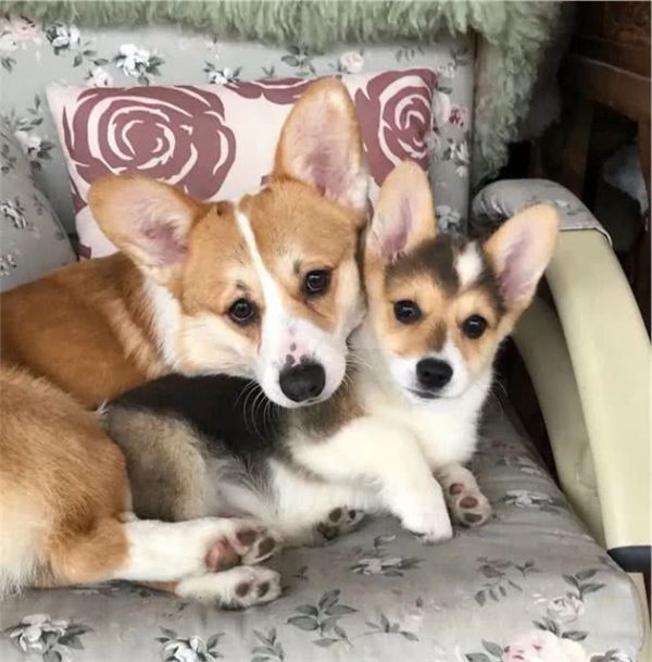 有关狗粮选择的几点建议