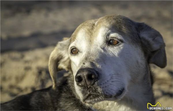 宠物上了年纪会变挑食?给宠物挑选狗粮,有什么注意事项吗?