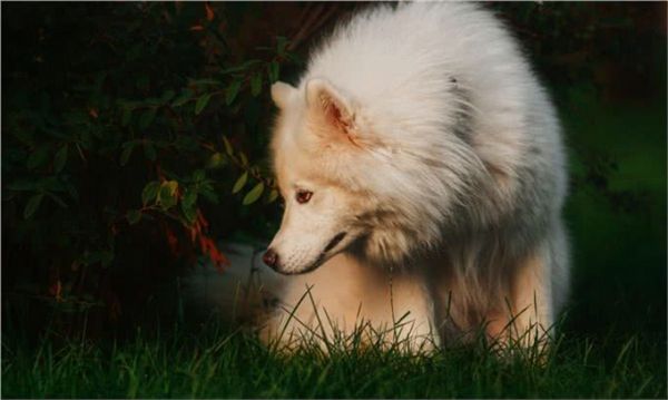 宠物上了年纪会变挑食?给宠物挑选狗粮，有什么注意事项吗?