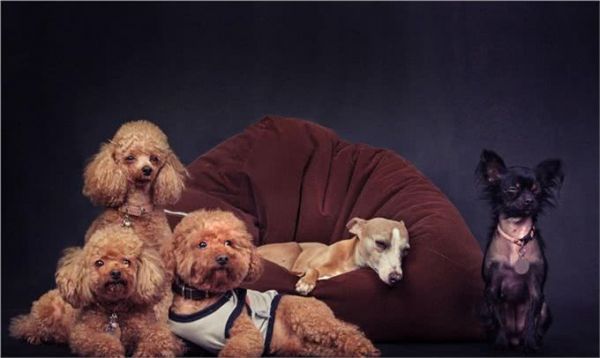 宠物上了年纪会变挑食?给宠物挑选狗粮,有什么注意事项吗?