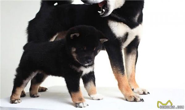 宠物上了年纪会变挑食?给宠物挑选狗粮,有什么注意事项吗?