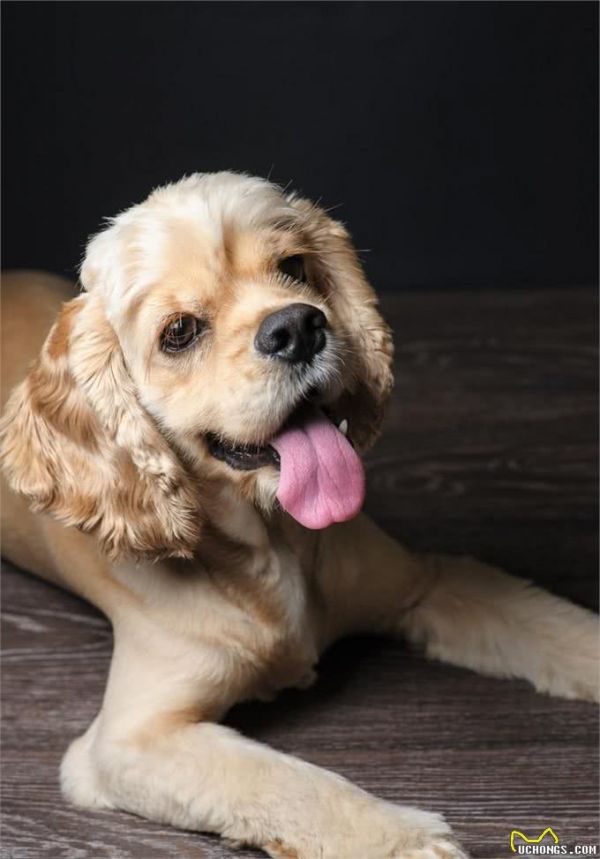 宠物上了年纪会变挑食?给宠物挑选狗粮,有什么注意事项吗?