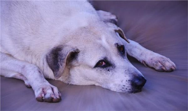 宠物上了年纪会变挑食?给宠物挑选狗粮,有什么注意事项吗?