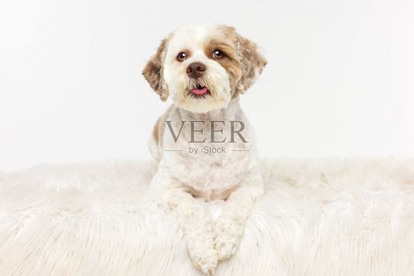 白色和棕色的狗躺在地毯上照片摄影图片