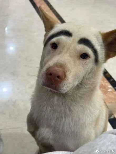 监控拍到网红宠物狗倒地抽搐被人带走，主人已报警并悬赏