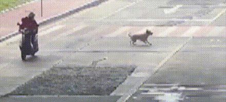 监控拍到网红宠物狗倒地抽搐被人带走，主人已报警并悬赏