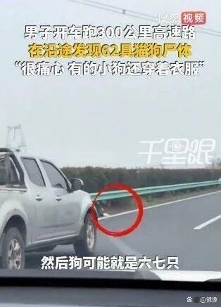 三百公里高速发现62具宠物尸体 不规范运输酿悲剧