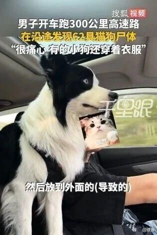 三百公里高速发现62具宠物尸体 不规范运输酿悲剧