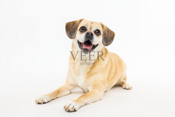 小棕狗躺着微笑照片摄影图片