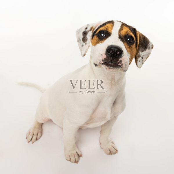 小狗坐着仰望照片摄影图片