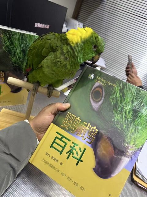 新手如何养鹦鹉？推荐《鹦鹉百科》入门书籍清单 第2张