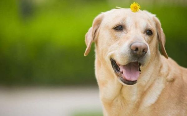 对狗狗来说，喝水和吃饭一样重要！这四种饮水常识要牢记