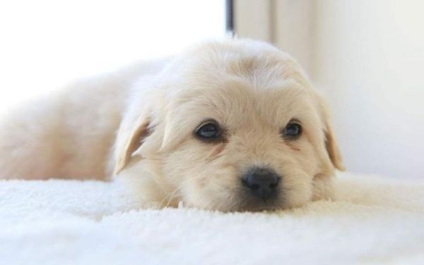 对狗狗来说，喝水和吃饭一样重要！这四种饮水常识要牢记