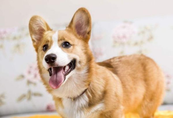 对狗狗来说，喝水和吃饭一样重要！这四种饮水常识要牢记