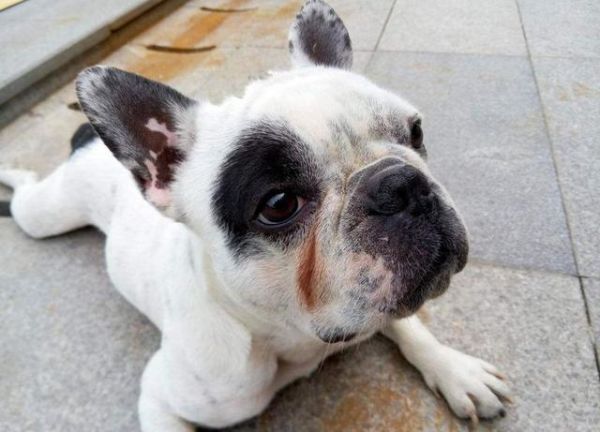 对狗狗来说，喝水和吃饭一样重要！这四种饮水常识要牢记