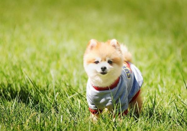 对狗狗来说，喝水和吃饭一样重要！这四种饮水常识要牢记