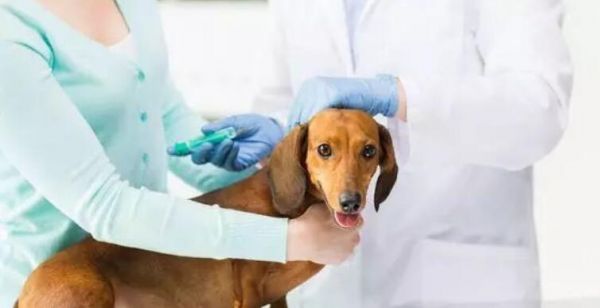 狗狗疫苗证有什么用？如何确保宠物健康和安全？