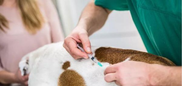 狗狗疫苗证有什么用？如何确保宠物健康和安全？