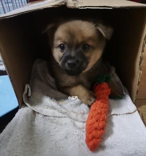 狗狗没打疫苗，怎么让宠物更干净健康（有这些方法让狗狗不打疫苗也不脏臭难闻）