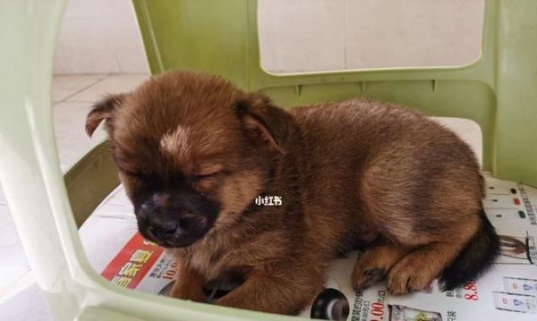 狗狗没打疫苗，怎么让宠物更干净健康（有这些方法让狗狗不打疫苗也不脏臭难闻）