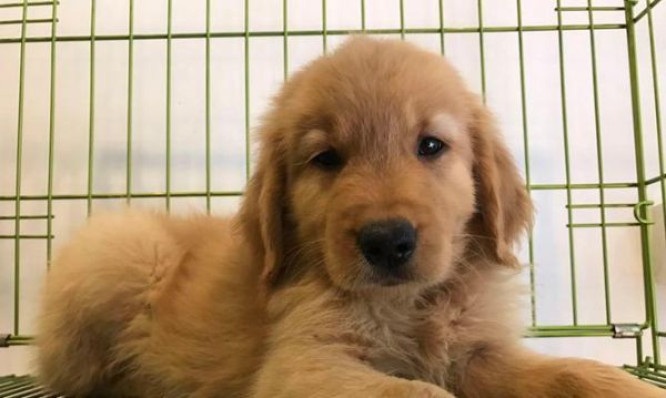 狗狗没打疫苗，怎么让宠物更干净健康（有这些方法让狗狗不打疫苗也不脏臭难闻）