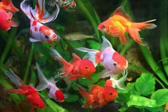 小金鱼缸多久换一次水