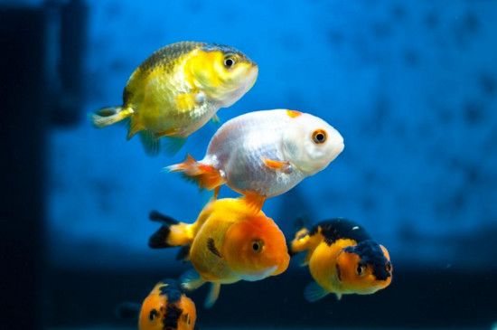 小金鱼缸多久换一次水