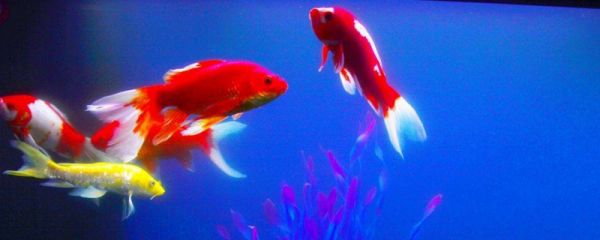 金鱼缸密度太大怎么办