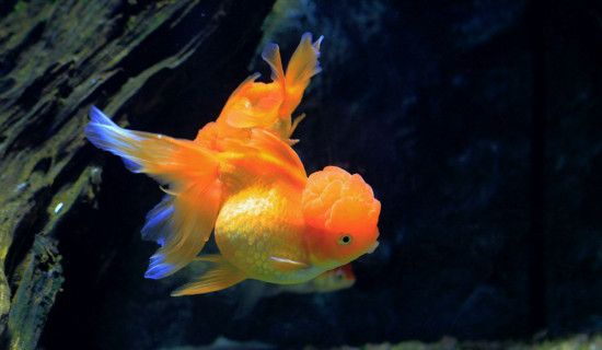 金鱼缸密度太大怎么办