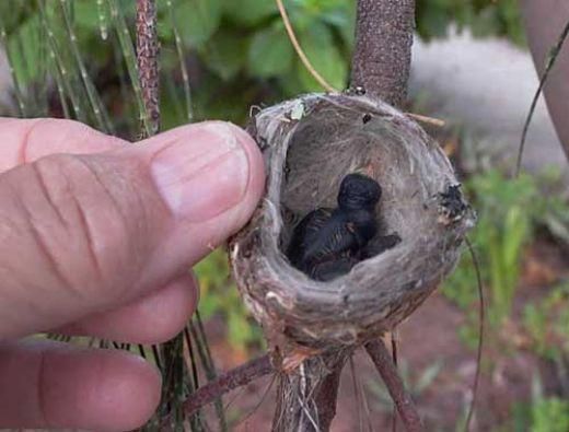 男子捡到一个硬币大小的鸟窝,孵化出来的小鸟让男子兴奋不已!