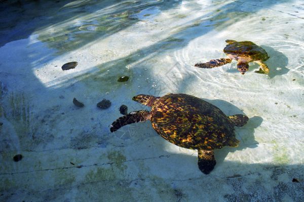 海龟的养育过程高清图片