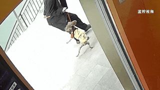 遛弯时受邻居家巨型犬惊吓致摔伤，法院判饲养人担责七成