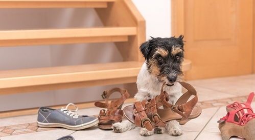 博主测评宠物狗鞋子怎么做