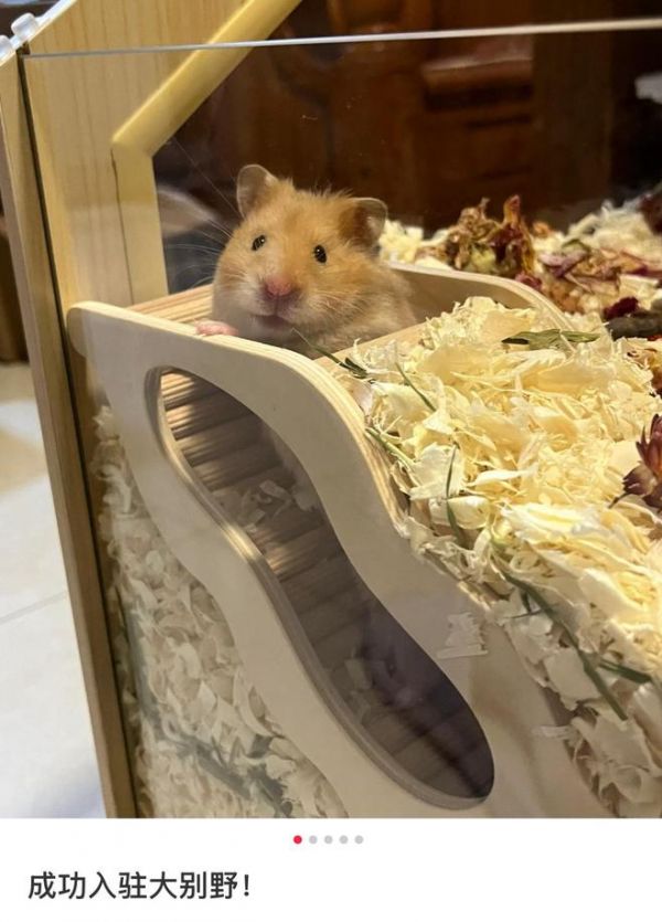 为金丝熊精心搭建的玻璃鼠房 / 图源@玉米侠(已授权)