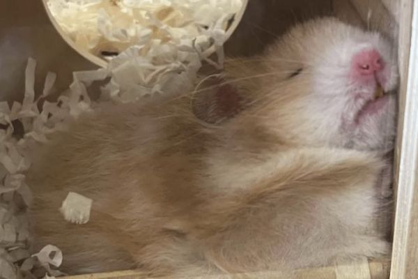 每天都可以看到仓鼠不一样的睡姿 / 图源@小红薯 63B6C20F(已授权)