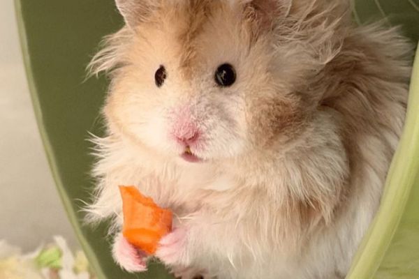 仓鼠是小型杂食动物,可以吃任何健康食物 / 图源@薯饼是一只熊(已授权)