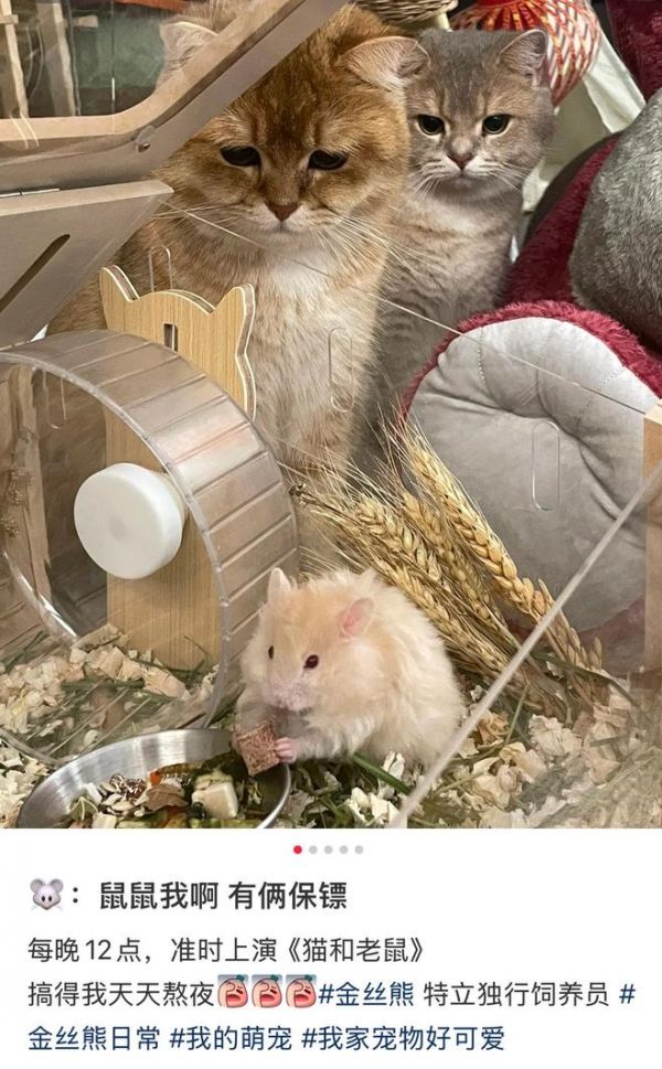 何止人喜欢看,很多养猫家庭的猫也喜欢 / 图源@王妈妈(已授权)