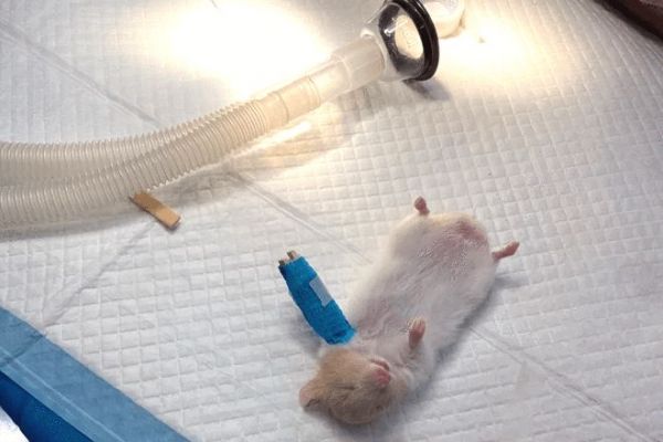 骨折后接受治疗的金丝熊 / 图源@aimnaxx(已授权)