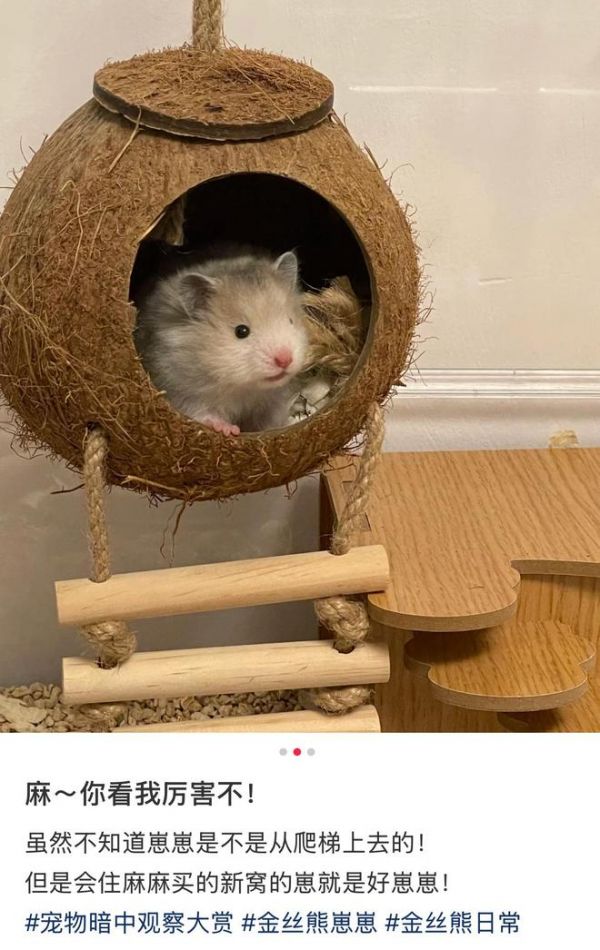 金丝熊的椰壳吊床 / 图源@暴躁小鼠条(已授权)