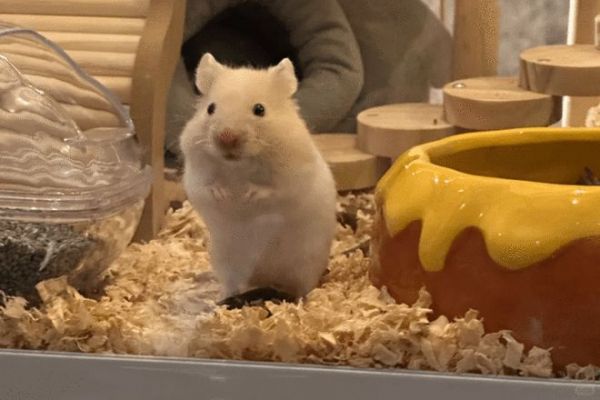 仓鼠会慢慢熟悉主人的气味 / 图源@小邹(已授权)