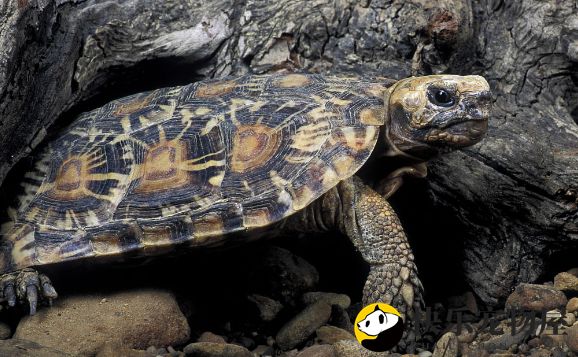 揭秘饼干陆龟产蛋之谜