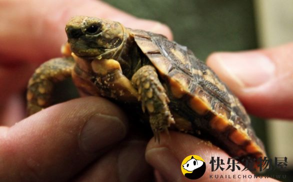 饼干陆龟产蛋瞬间