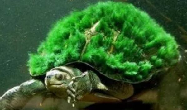 惊艳的观赏龟——绿毛龟